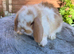 Gorgeous mixed litter of mini lops