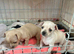 Stunning chihuahua puppies