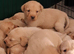 2 Stunning Fox Red Labradors
