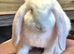 French lops available various ages.