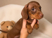 Miniature dachshund