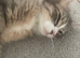 Cats looking for loving new home