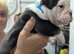 Old English Bulldog puppies
