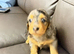 Stunning Silver Dapple Dachshunds