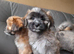Lhasa-chon puppies for sale