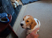 Lemon Beagle