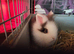 Baby lion lops