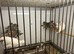 Mixed zebra finch