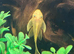 Breeding pair blue eyed Lemon bristle nose plecos