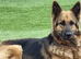German shepherd puppies looking for forever home