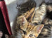 2 female kittens left for sale &pound;50 each.