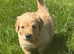 Ready Now!! Goldendoodles **1 girl left**