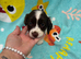 Sprocker puppies