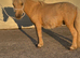 MINIATURE 3YR OLD PALOMINO COLT