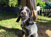 Cocker spaniel