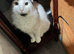 Male cat