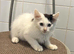 Kittens for sale