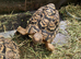 Male Leopard tortoises  8 years old.