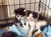 3 beautiful boy kittens for sale