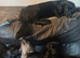 Adorable Markiejack puppies searching for their new forever homes