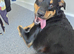 Dog in neath