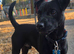 STUNNING FEMALE PATTERDALE TERRIER