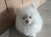 Tiny Teddy Bear Pomeranian Puppies for sale