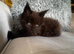 Stunning full Maine Coon Kittens&rsquo;s