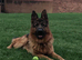 2 year old KC German shepherd dog