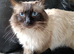 GCCF Registered chocolate and seal colourpoint kittens