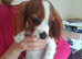 King Charles Spaniels.