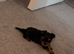 Ready to leave Yorkshire terrier boy