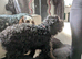 2yr old female cocker poo