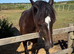 3 1/2 year old Welsh C mare
