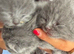 STUNNING BSH KITTENS 3 LEFT XX 500 xx