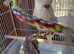 Two English budgies