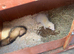 Two little girls one boy ready for loving home