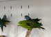 Various Stunning Baby Lineolated Parakeets