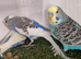 Quality budgies