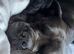 Cane corso 2 year old