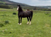 Maesllwych Swyn