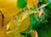 Macleays Stick Insect Eggs That Produce Stunning Green Ones.