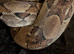 Male Boa constrictor 5 years old eating and shedding well