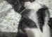 Gorgeous male kitten