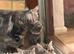 Excel Maine Coon kitten for sale