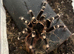 Female Adult Brazilian White Knee Tarantula