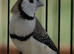 Finches wanted