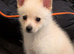 Stunning male pom chi
