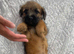Border-terrier pups reddy to go