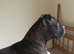 Cane corso x Staffie for rehoming